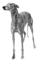 greyhound